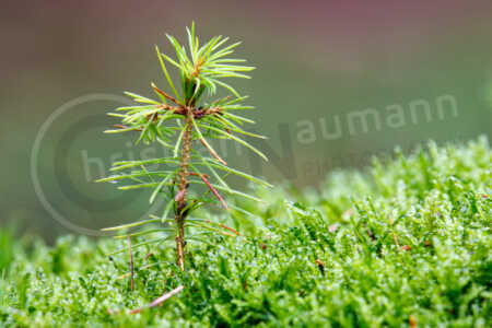 Fichten (Picea) Fichten (Picea)