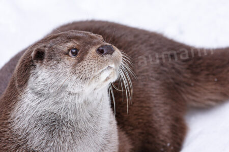 Fischotter (Lutra lutra)