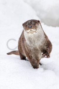 Fischotter (Lutra lutra)