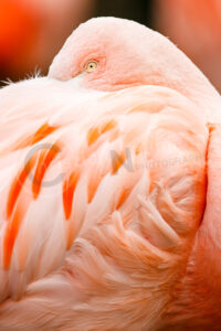 Flamingo (Phoenicopteridae)