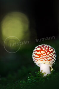 Fliegenpilz (Amanita muscaria)