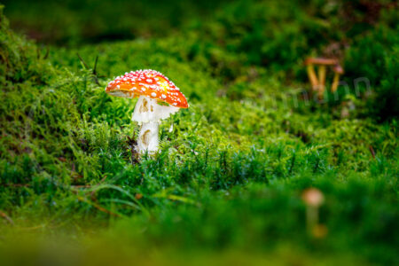 Fliegenpilz (Amanita muscaria)
