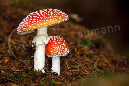Fliegenpilz (Amanita muscaria) Fliegenpilz (Amanita muscaria)