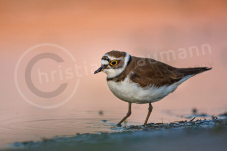 Flussregenpfeifer (Charadrius dubius)