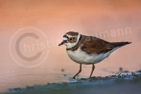 Flussregenpfeifer (Charadrius dubius) Flussregenpfeifer (Charadrius dubius)