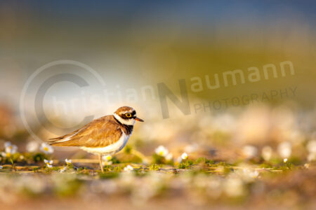 Flussregenpfeifer (Charadrius dubius)