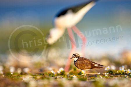 Flussregenpfeifer (Charadrius dubius)