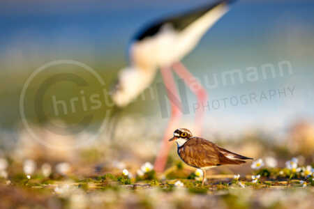 Flussregenpfeifer (Charadrius dubius) Flussregenpfeifer (Charadrius dubius)
