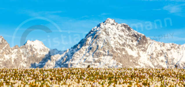 Auf einer Wiese mit einem Bergpanorama im Hintergrund blühen im Frühling in Gerold Frühlingskrokusse. Dieses Massenvorkommen ist in jedem Frühjahr eine Attraktion und kommt in der Nähe von Garmisch-Partenkirchen vor. Frühlings-Krokus (Crocus vernus)