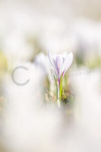 In Mitten von vielen weißen Frühlingskrokusblüten sticht eine Blüte besonders hervor. Frühlings-Krokus (Crocus vernus)