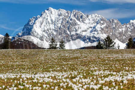 Auf einer Wiese mit einem Bergpanorama im Hintergrund blühen im Frühling in Gerold Frühlingskrokusse. Dieses Massenvorkommen ist in jedem Frühjahr eine Attraktion und kommt in der Nähe von Garmisch-Partenkirchen vor. Frühlings-Krokus (Crocus vernus)