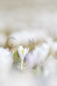 In Mitten von vielen weißen Frühlingskrokusblüten sticht eine Blüte besonders hervor. Frühlings-Krokus (Crocus vernus)