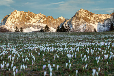 Frühlings-Krokus (Crocus vernus)