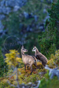 Gämse (Rupicapra rupicapra) Gämse (Rupicapra rupicapra)