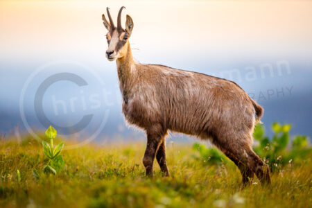 Gämse (Rupicapra rupicapra)