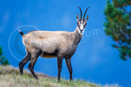 Eine Gämse (Rupicapra rupicapra) in den Schweizer Alpen. Tierportrait auf einer Wiese. Gämse (Rupicapra rupicapra)