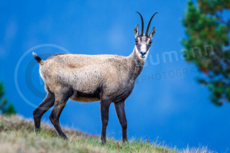 Eine Gämse (Rupicapra rupicapra) in den Schweizer Alpen. Tierportrait auf einer Wiese. Gämse (Rupicapra rupicapra)