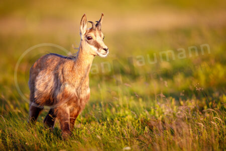 Gämse (Rupicapra rupicapra)
