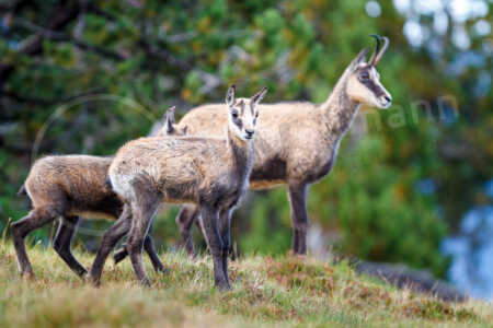 Auf einer Wiese in den Schweizer Alpen stehen zwei sehr junge Gämsen (Rupicapra rupicapra) mit dem Muttertier. Gämse (Rupicapra rupicapra)