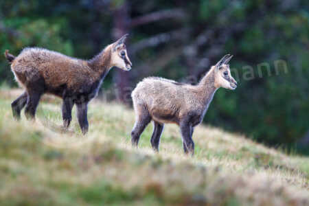 Auf einer Wiese in den Schweizer Alpen stehen zwei sehr junge Gämsen (Rupicapra rupicapra) Gämse (Rupicapra rupicapra)