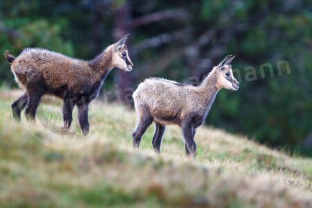 Auf einer Wiese in den Schweizer Alpen stehen zwei sehr junge Gämsen (Rupicapra rupicapra) Gämse (Rupicapra rupicapra)