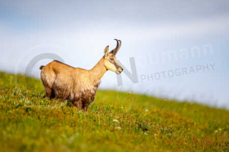 Gämse (Rupicapra rupicapra), Vogesen, Frankreich Gaemse (Rupicapra rupicapra), Gams, Gemse
