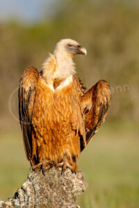 Gänsegeier (Gyps fulvus)