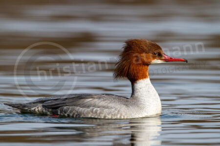 Gänsesäger (Mergus merganser)