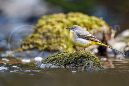 Gebirgsstelze (Motacilla cinerea) Gebirgsstelze (Motacilla cinerea)