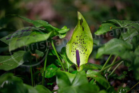 Gefleckter Aronstab (Arum maculatum) Gefleckter Aronstab (Arum maculatum)