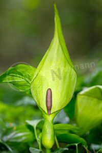 Gefleckter Aronstab (Arum maculatum)