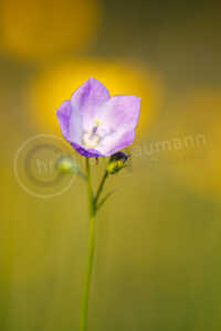 Glockenblumen (Campanula) Glockenblumen (Campanula)