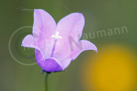 Glockenblumen (Campanula)