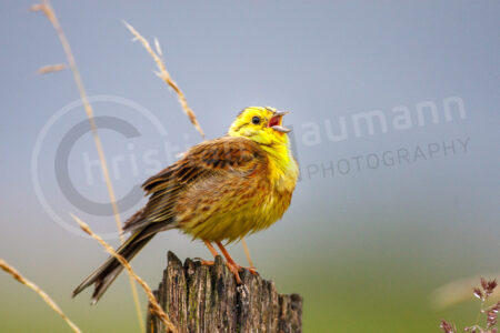 Goldammer (Emberiza citrinella) Goldammer (Emberiza citrinella)