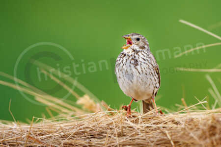 Grauammer (Emberiza calandra) Grauammer (Emberiza calandra)