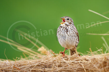 Grauammer (Emberiza calandra)