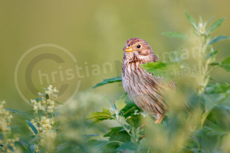 Grauammer (Emberiza calandra)