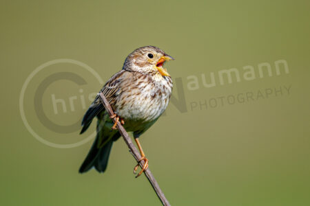Grauammer (Emberiza calandra) Grauammer (Emberiza calandra)