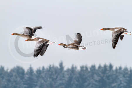 Fliegende Graugänse Graugans (Anser anser)