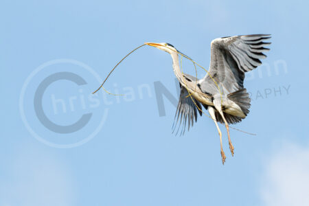Ein Graureiher fliegt vor blauem Himmel bei strahlendem Sonnenschein mit Nistmaterial zu seinem Nest, um es weiter zu bauen. Seine Flügel sind ausgestreckt. Graureiher (Ardea cinerea)