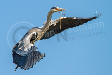 Graureiher (Ardea cinerea)
