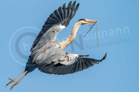 Ein Graureiher fliegt vor blauem Himmel bei strahlendem Sonnenschein mit Nistmaterial zu seinem Nest, um es weiter zu bauen. Seine Flügel sind ausgestreckt. Graureiher (Ardea cinerea)