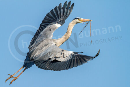 Graureiher (Ardea cinerea)