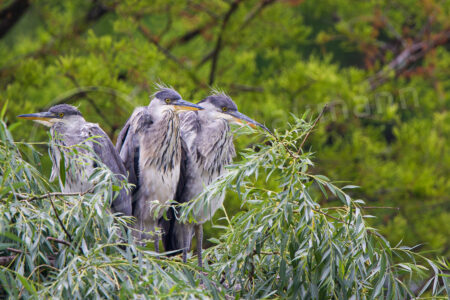 Graureiher (Ardea cinerea)