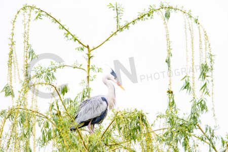 Graureiher (Ardea cinerea) Graureiher (Ardea cinerea)