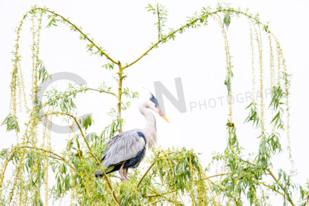 Graureiher (Ardea cinerea)