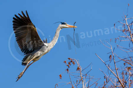 Ein Graureiher (Ardea cinerea) fliegt mit Nistmaterial, einem kleinen Ast, in Richtung seines Nestes Graureiher (Ardea cinerea)