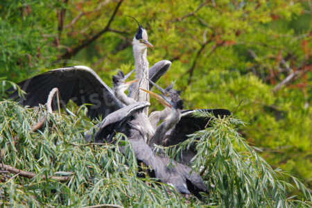 Die juvenielen Graureiher (Ardea cinerea) werden von einem Alttier am Nest, das in einen grünen Baum gebaut worden ist, gefüttert. Graureiher (Ardea cinerea)