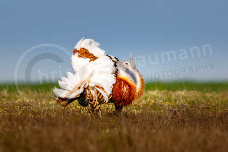 Großtrappe (Otis tarda) Großtrappe (Otis tarda)