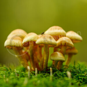 Grünblättriger Schwefelkopf (Hypholoma fasciculare)